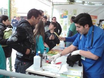 Feria de Adopción de Mascotas en Ovalle (Small)