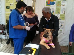 Feria de adopción de mascotas (Small)
