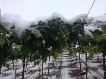 nieve