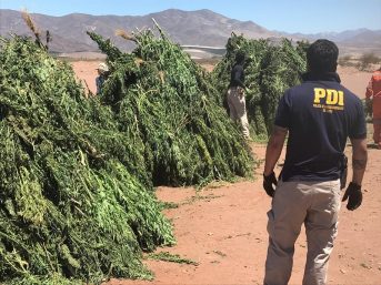 Más de 4 mil 500 plantas de marihuana fueron decomisadas en Ovalle