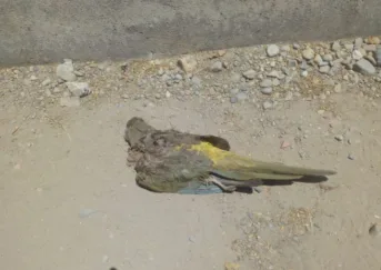 En Villa El Portal Denuncian matanza de loros tricahue 1 En Villa El Portal Denuncian matanza de loros tricahue