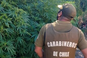 Incautan más de $70 mil millones de marihuana decomisada en provincia del Choapa