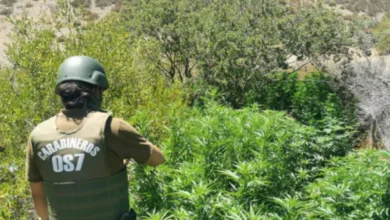OS7 Limarí decomisa 271 Plantas de Marihuana en Los Vilos
