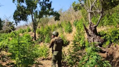 Exitosa Operación Antinarcóticos en Los Vilos: Incautadas 9.844 Plantas de Cannabis Sativa