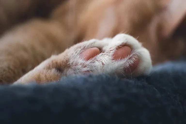 Ovalle: Denuncian que Sujeto habría descuartizado cruelmente un gato en plena vía pública 1 Ovalle: Sujeto habría descuartizado cruelmente un gato en plena vía pública