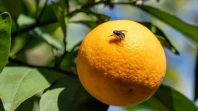 SAG ha interceptado 555 traslados no autorizados de fruta en controles carreteros por mosca de la fruta