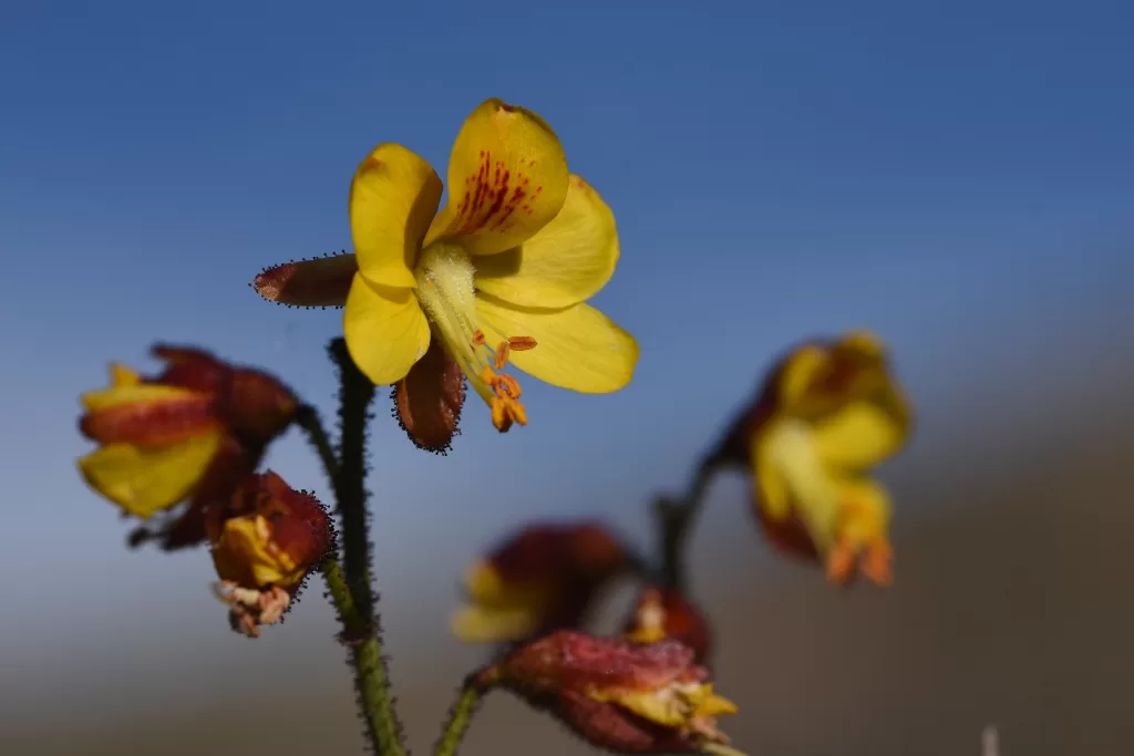 Desierto Florido: Valle del Elqui recibe la primavera llena de colores gracias a incremento de precipitaciones invernales 3 Desierto Florido: Valle del Elqui recibe la primavera llena de colores gracias a incremento de precipitaciones invernales